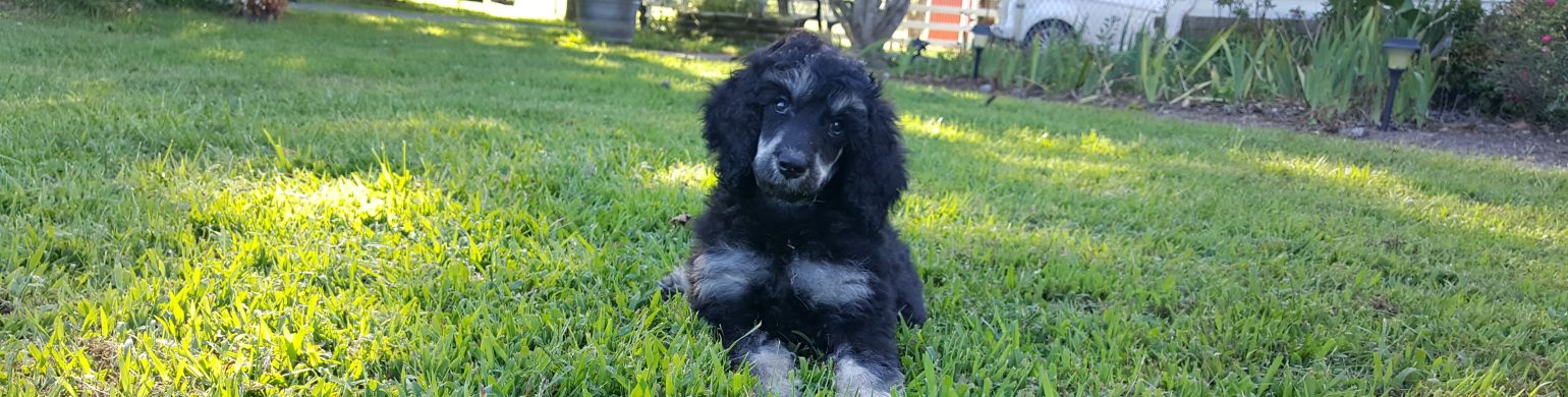 How much to outlet feed a poodle puppy