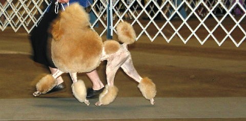 Conformation – What to look for in a standard poodle.