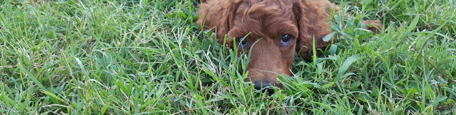 Your new puppy and veterinarian visits, thing to remember.