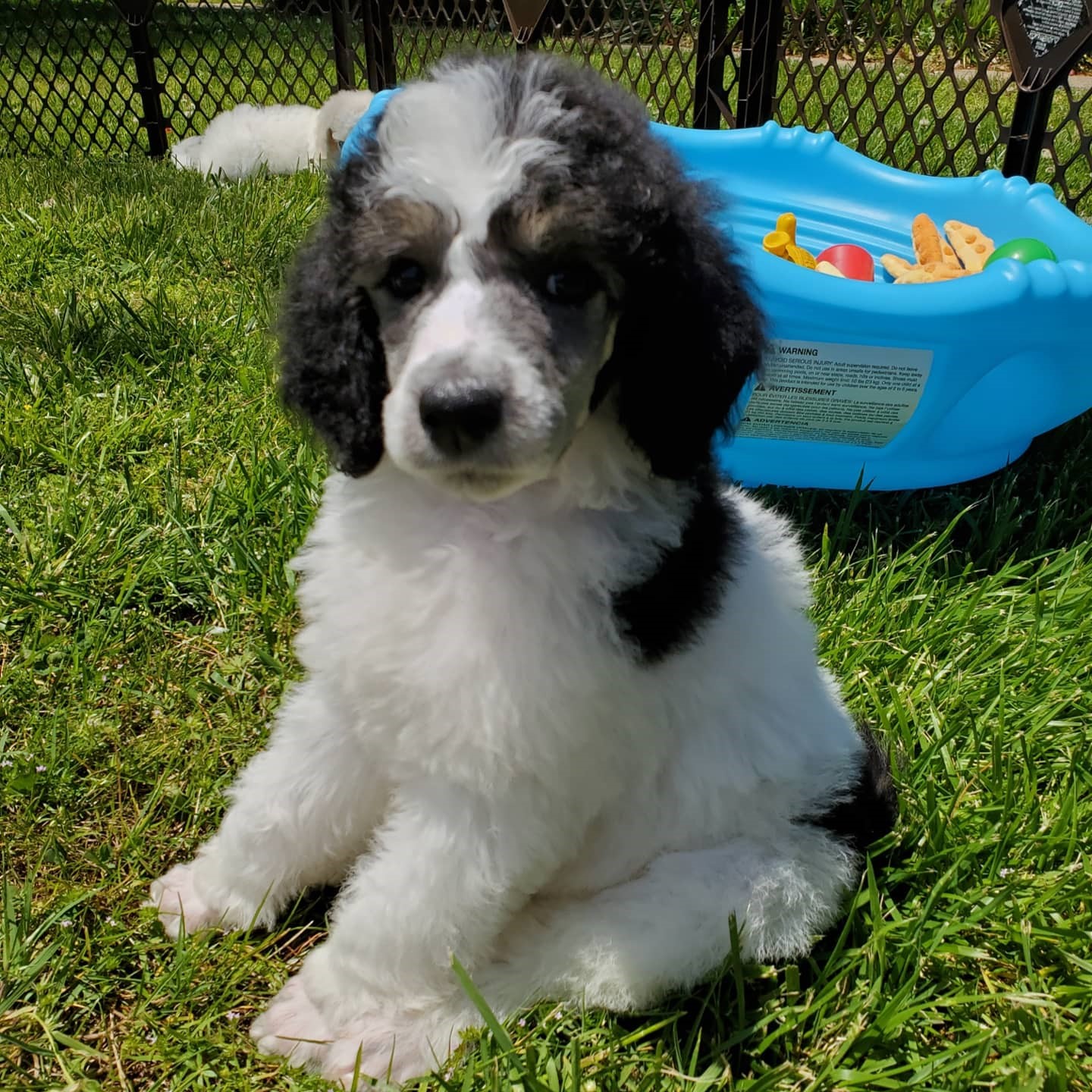 Available Standard Poodle Puppies and Adults – Heart Song Standard Poodles