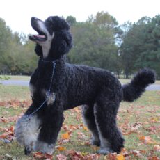 Our Standard Boys – Heart Song Standard Poodles