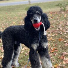 Our Standard Boys – Heart Song Standard Poodles