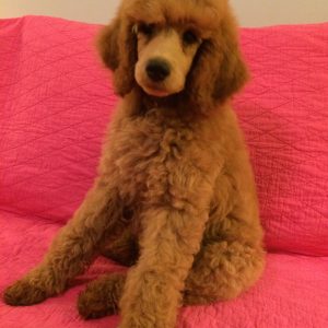 Red and Apricot Standard Poodles – Heart Song Standard Poodles